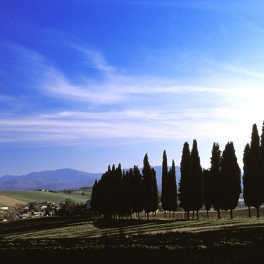 Cipressi a Scarperia